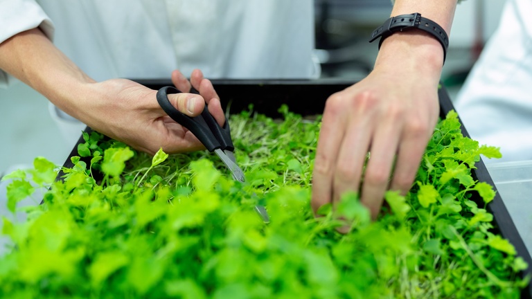 Person tending plants
